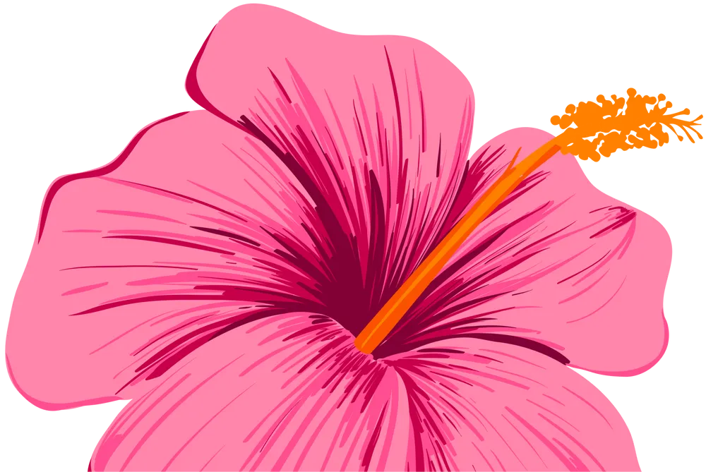 Pink hibiscus flower illustration