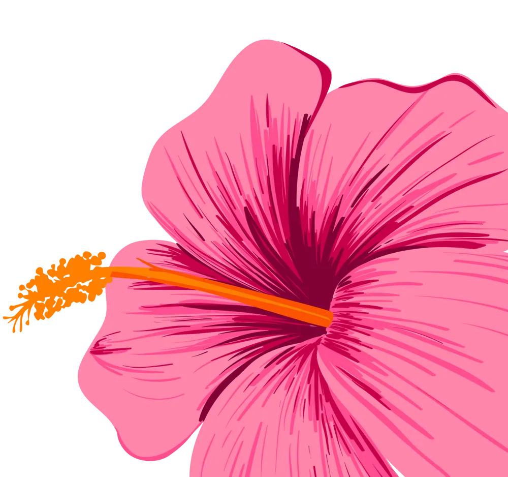 Pink hibiscus flower illustration, cropped
